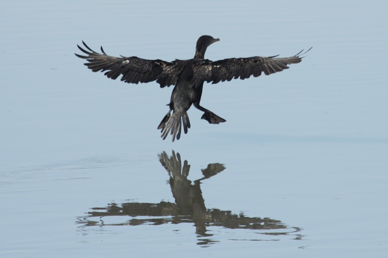 cormorant